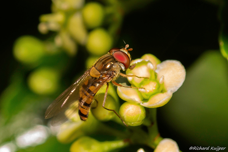 Snorzweefvlieg (Episyrphus balteatus)