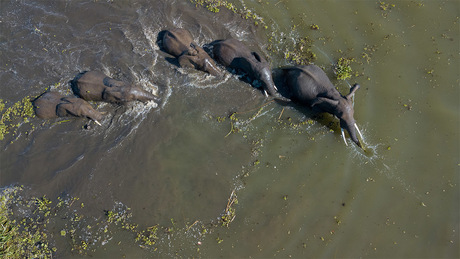 Olifanten in het water vanuit de lucht