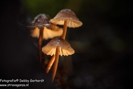 Herfst 2. Is er iemand thuis?