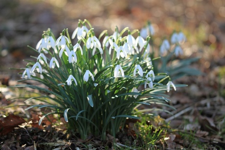 Sneeuwklokjes op de eerste lente dag!!