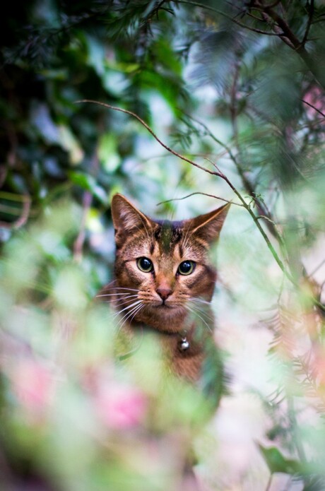 Kat in achtertuin.jpg