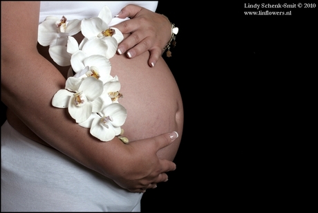 Zwanger met phalaenopsis