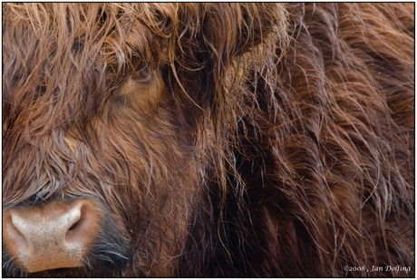 Schotse Hooglander portret