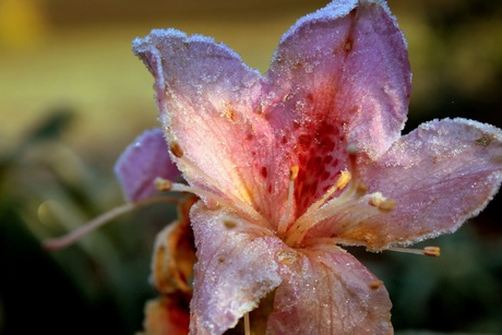 Frozen Flower