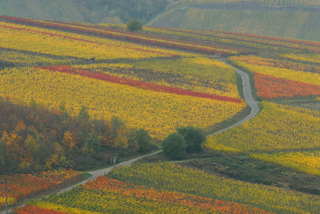 Wijngaarden aan de Mosel