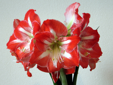 Amaryllis