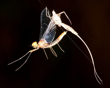 net vervelde eendagsvlieg [Ephemeroptera]