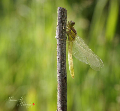 Jonge heidelibel 2