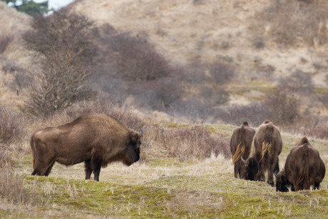 Wisent met overzicht