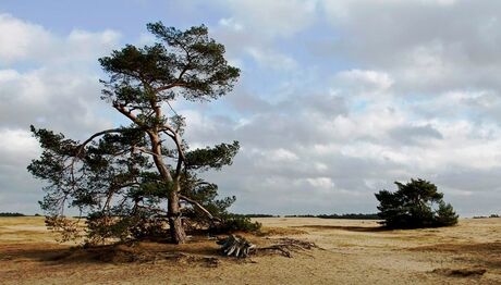 Hoge Veluwe