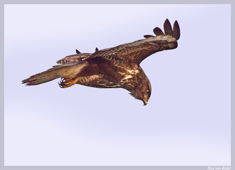 Biddende buizerd