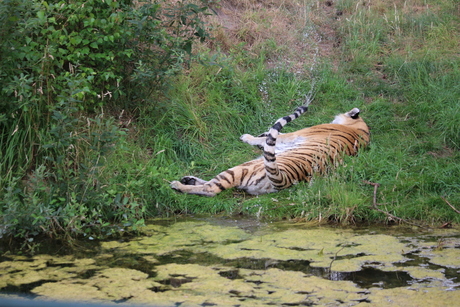 Tiger Cooling down