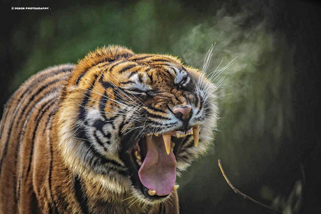 Sumatran tiger ...