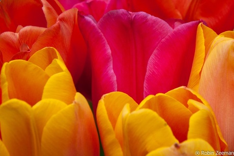 ColourTulips