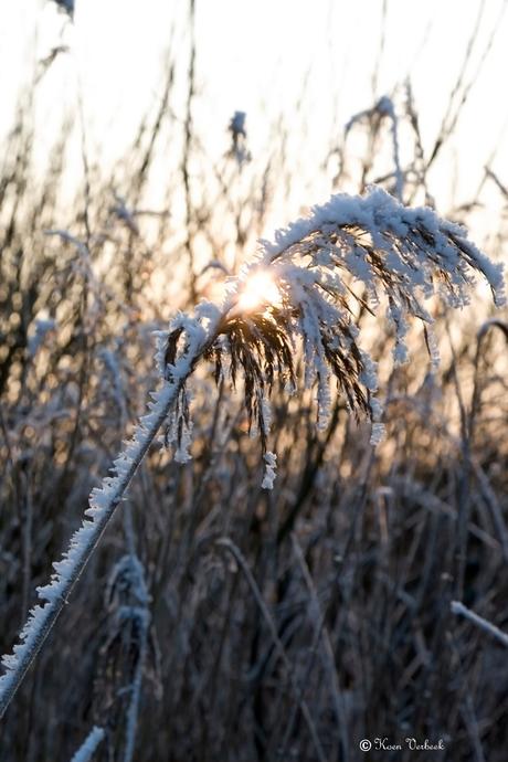 typisch hollands winterlandschap