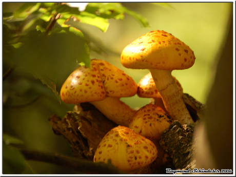 Paddenstoelen Tveluwe