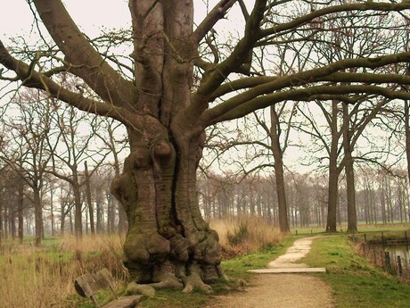 Markante oude boom bij Kasteel Heeswijk
