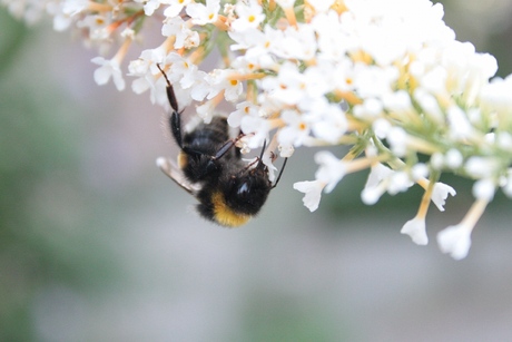 Snoepen van de Nectar