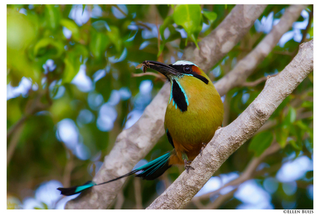 Wenkbrauwmotmot, Costa Rica