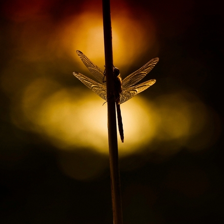 Libelle silhouette