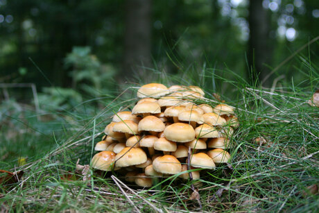 Mushrooms in Agelo