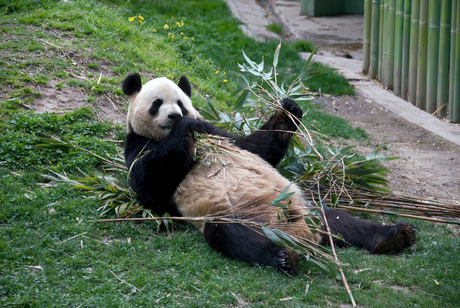 Panda lekker aan het Luieren