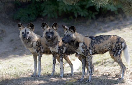 Afrikaanse wilde honden