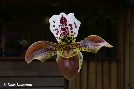 Orchidee de Venusschoentje