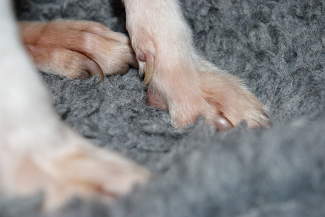 Paws