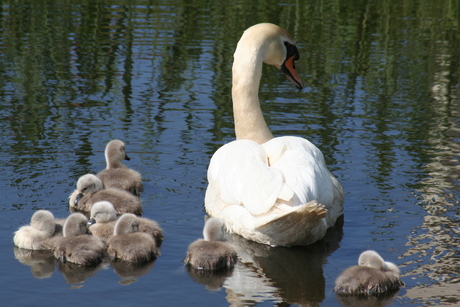 Alle eentje zwemmen in het water