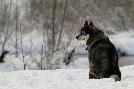 Husky in de sneeuw