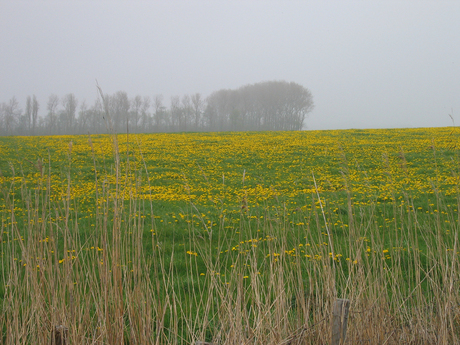 Paardenbloemenwei