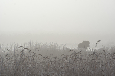 paardje in de mist