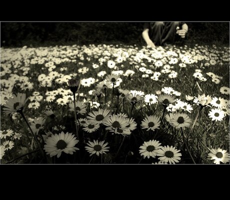 Picking Flowers