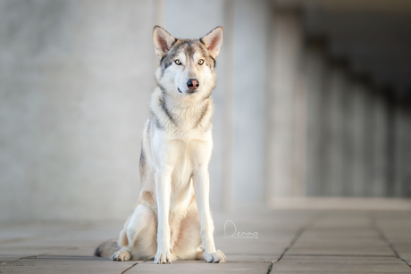 Tamaskan wolfdog in the city