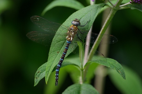 In de natuur zie je mooie dingen