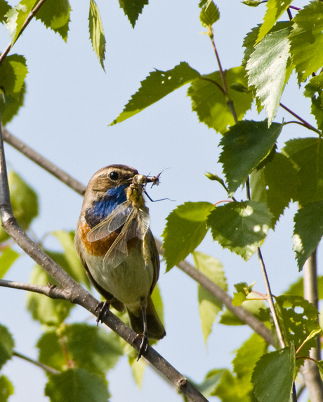 blauwborst