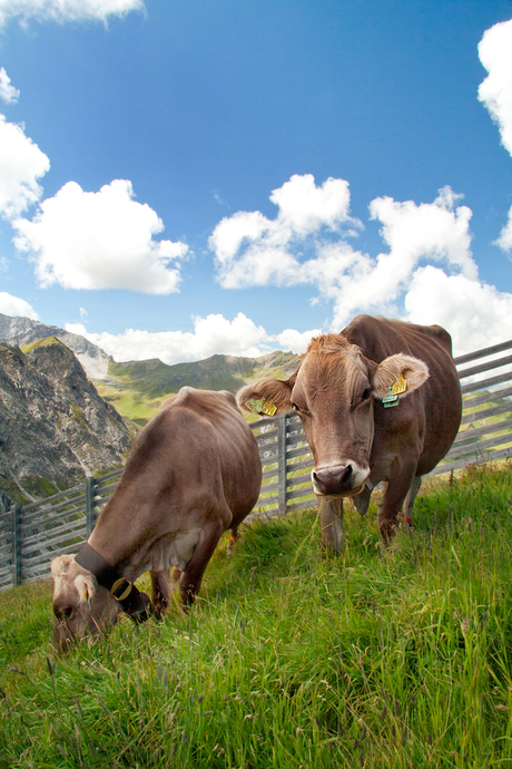 Zwitserse koeien