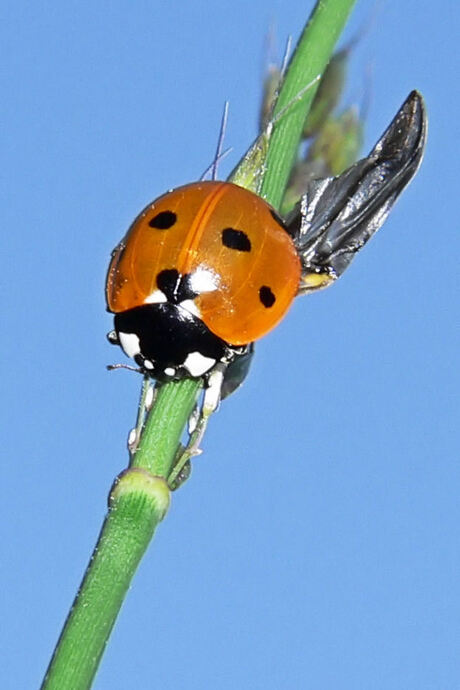 Ladybird