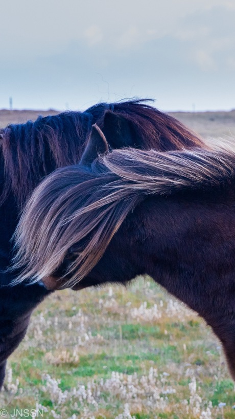 IJslandse paarden