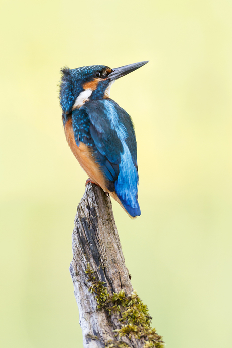 Kingfisher