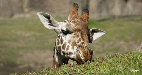 Giraffe op ooghoogre gefotograveerd.