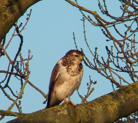 eindelijk! m'n eerste buizerd vastgelegd.