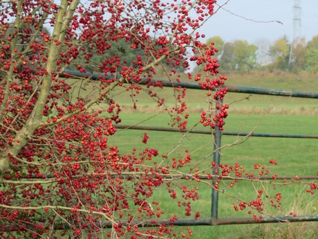 Meidoorn bij de weilanden