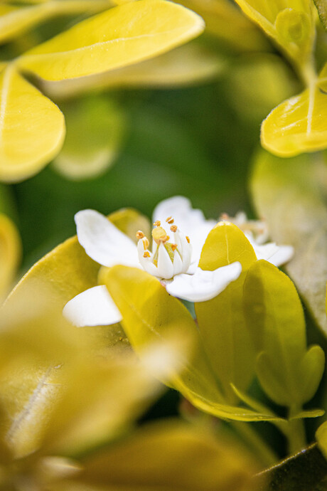 Bloem macro foto