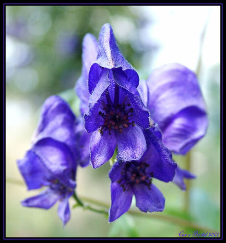 Purple Flower