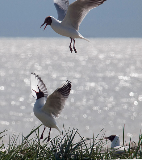 Lente op Ameland