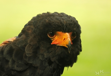 Bateleur Arend