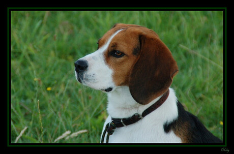 Beagle