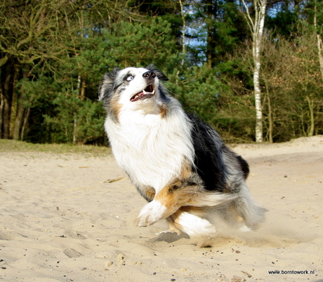 Anky van Grunsven HOND